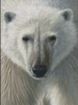 (image for) Polar Bear Face